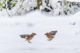 La vie des geais #2: