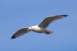 Argenté sur fond d'azur