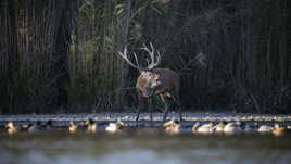 Concert pour colvert