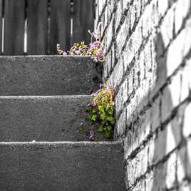 la flore et le béton