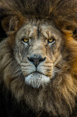 The king lion