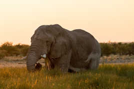 Sunset Elephant