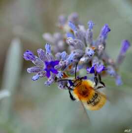 Lavande et Abeille