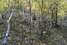 Forêt enchantée