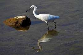 Aigrette garzette