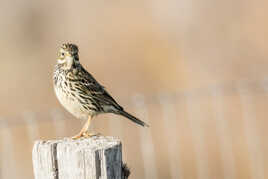 Pipit farlouse