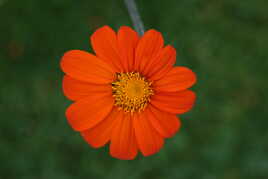 Une simple fleur orange