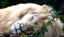 Oh lion dort