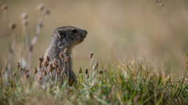 La vigie des alpages