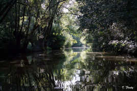 Marais poitevin