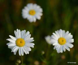 fondu de marguerites