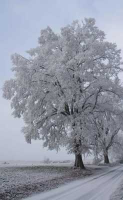 Arbre givré