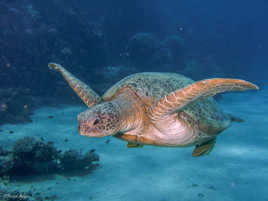 La tortue en balade accompagnée de ses poissons pilotes