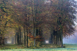 la promenade sous les hêtres