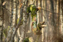 Serpent des forêts