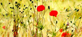 Champ de coquelicots