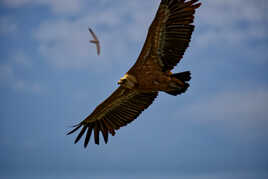 Il montre ses desous