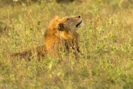 Kruger: réveil royal
