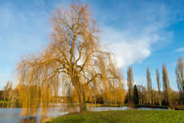 L'arbre au bord de l'étang