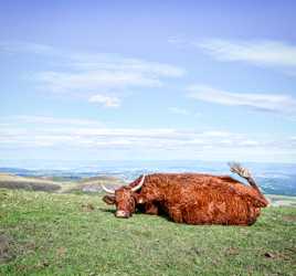 Vachement tranquille