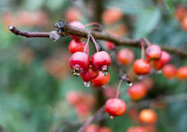 Fruits rouges