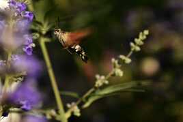 Une petite pause au nectar