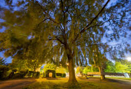 Saule Pleureur en Mouvement