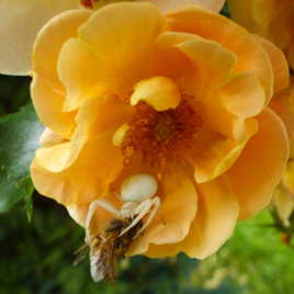 Redoutable petite araignée