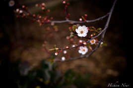 dans le jardin