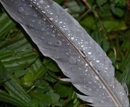 PLUIE SUR LA PLUME