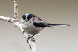 Les yeux dans les yeux!