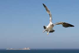 La mouette voleuse...