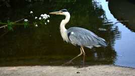 Une histoire de fleur...