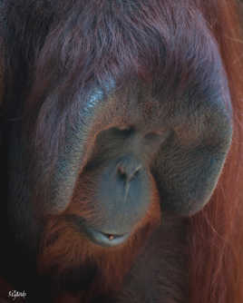 ORANG OUTAN