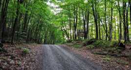 La Cabane dans les Arbres
