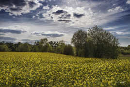 Le colza nouveau est arrivé.