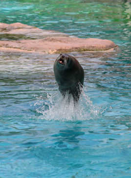 attention j'arrive !