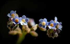 Bleu Myosotis