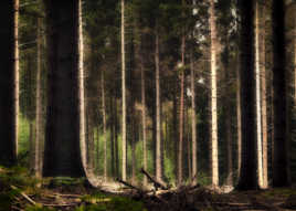 Au coeur de la forêt