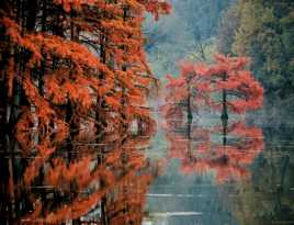 Reflet de Cyprès chauves