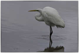 Aigrette