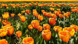 Tulipes