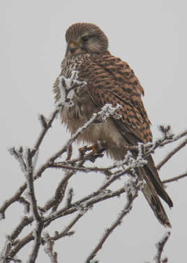 faucon crécerelle dans le froid