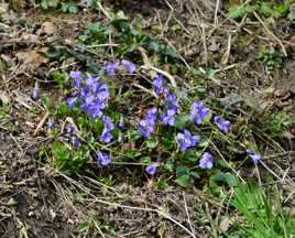 Violettes et Papillon