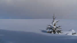 Petit sapin perdu !