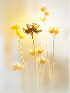 Contre-jour tout simplement