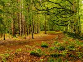 Presque l'automne