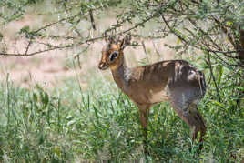 Dik-dik