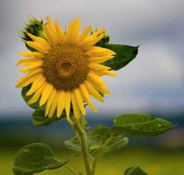 ad hoc, carrement professeurs...