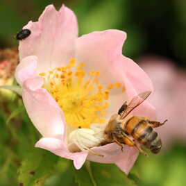 Toutes ces bestioles sur une même fleur !